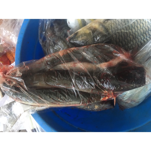 

Lele segar per setengahkilo