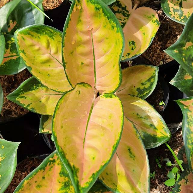 Aglonema Sultan Brunei Dewasa