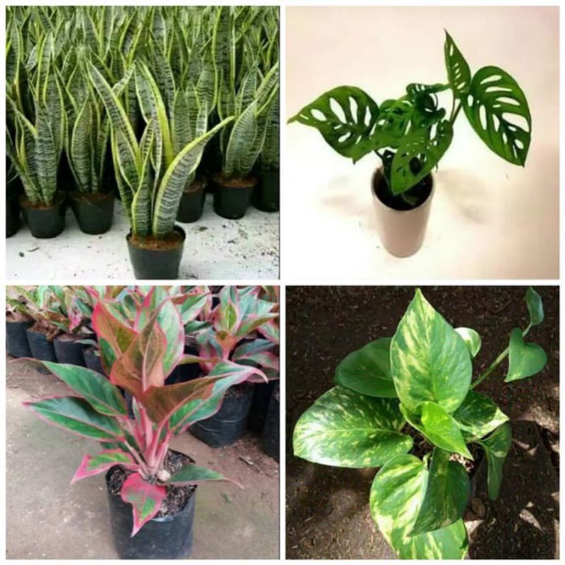 paket 4 jenis(janda bolong, lidah mertua, lifstik, sirihgading)