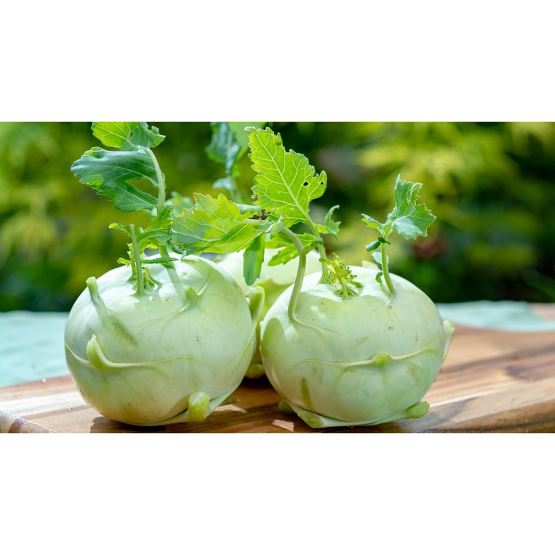 Benih Bibit Biji - Kohl Rabi Olivia F1 (Brassica oleracea gongylodes) Seeds - IMPORT