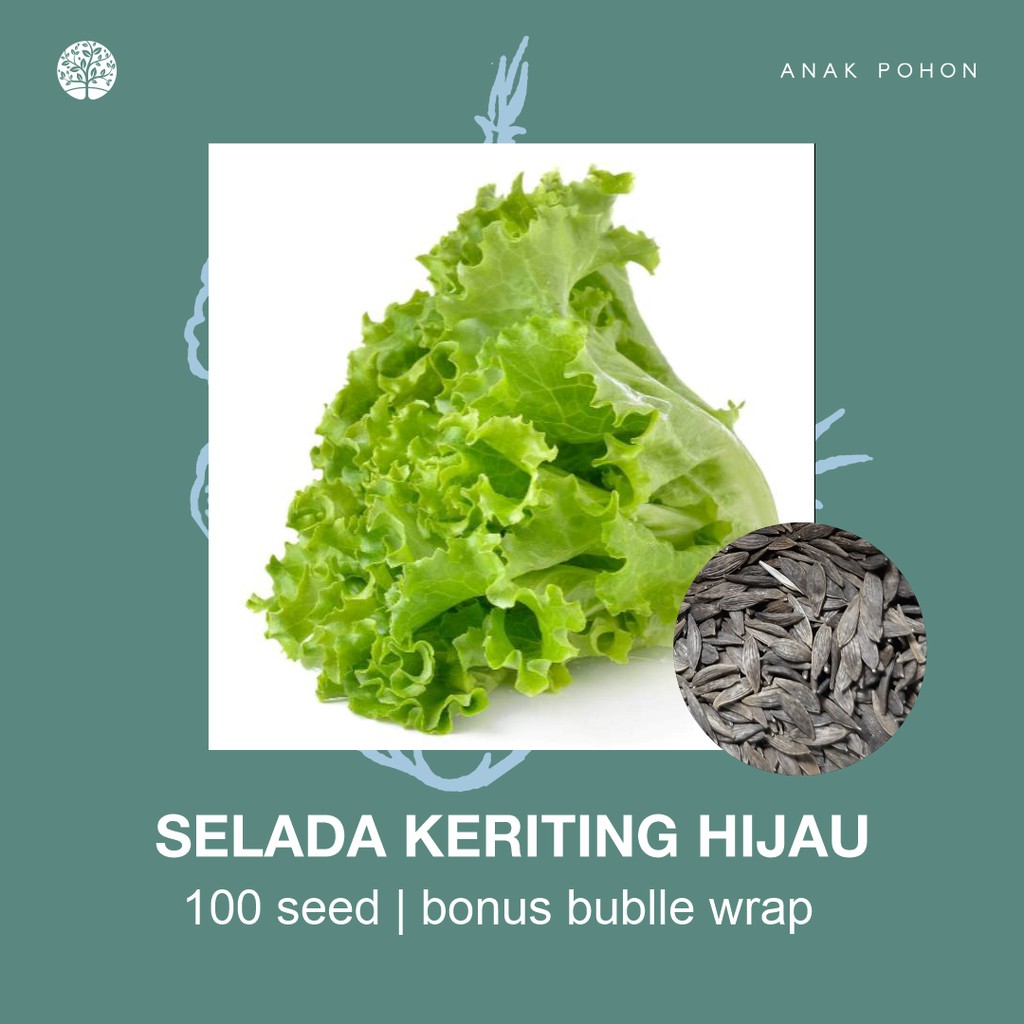 SERBA SERIBU - Benih Bibit Biji - Paket Benih Sayuran DAUN Termurah Kangkung Sawi Selada Seledri Kol-Selada Hijau