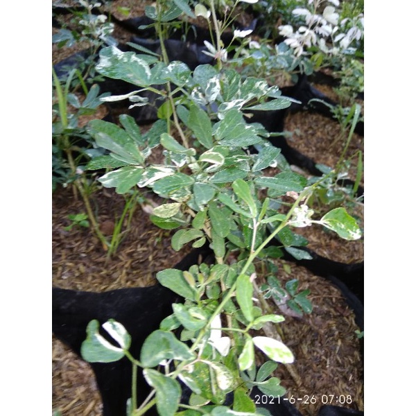 Asem Londo varigata tanaman hias dan bahan bonsai