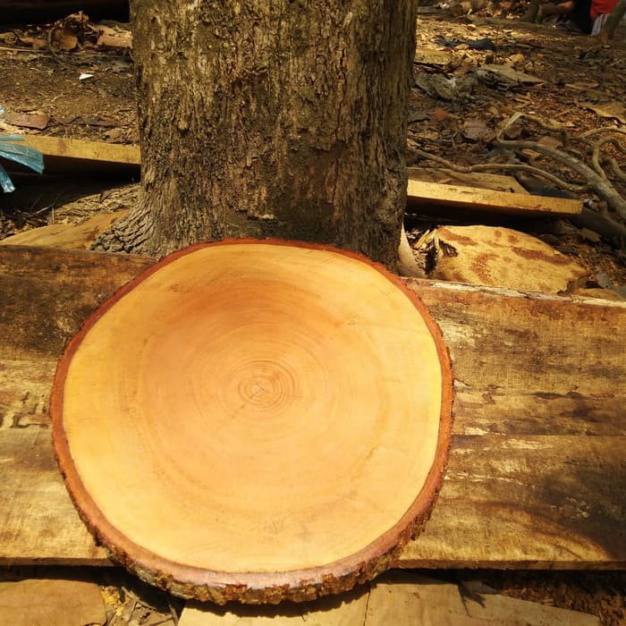 Natural wood slice diameter 26-28 cm coated with water based varnish