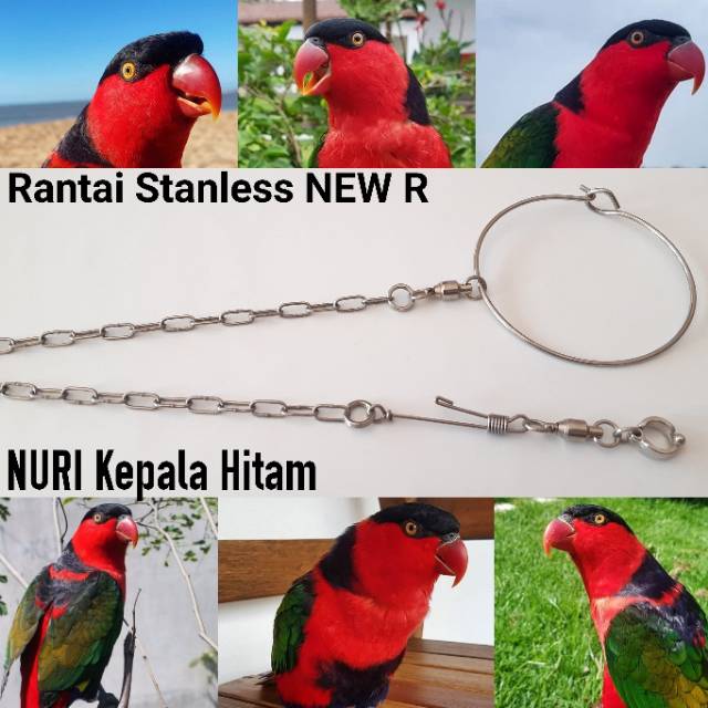 Rantai Buat Burung Parrot Ukuran Kecil Dan Sedang Shopee Indonesia
