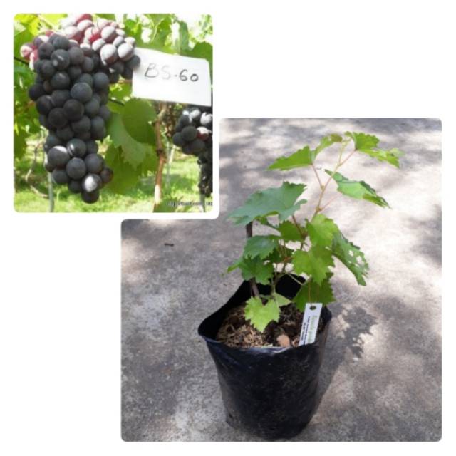 Bibit tanaman anggur hitam import tanpa biji maroo