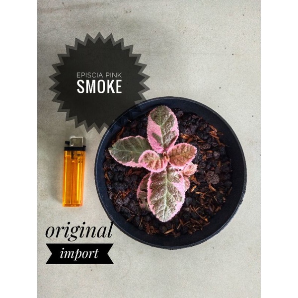 episcia pink smoke import murah
