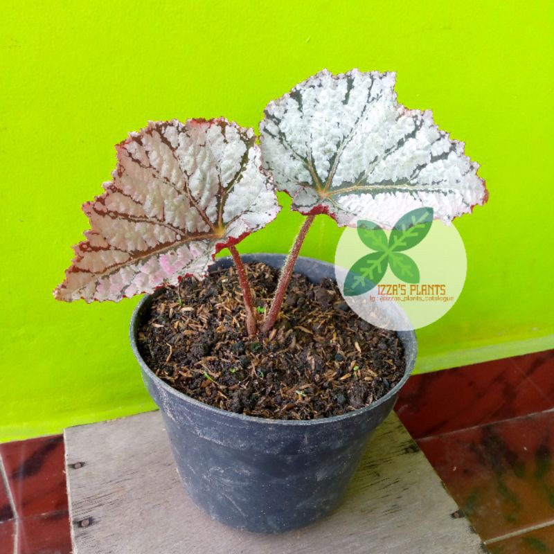 Begonia Rex Silver