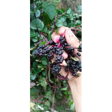 

buah angkung