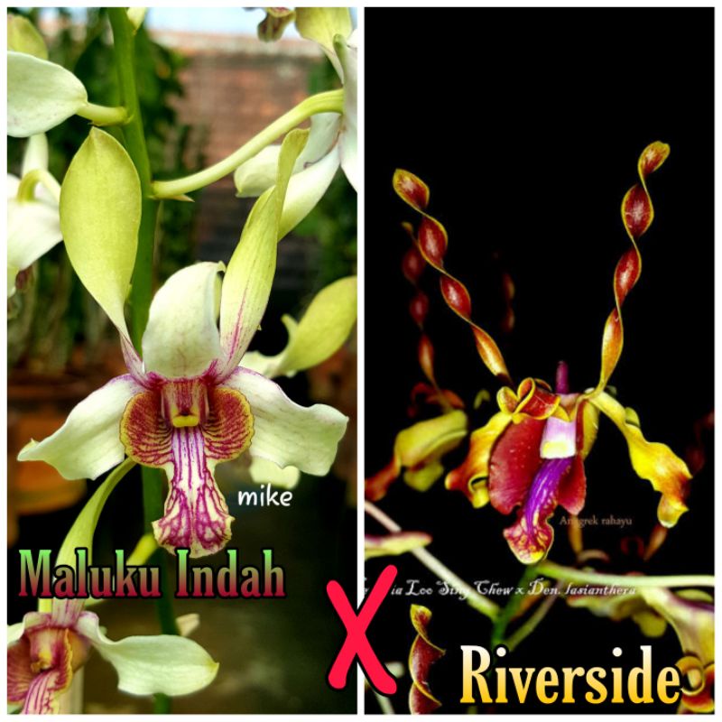 DENDROBIUM MALUKU INDAH X REVERSIDE (PRA DEWASA)