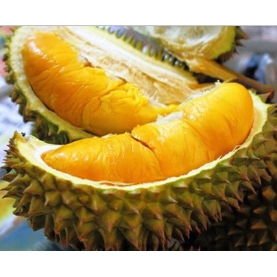 

Durian Musangking