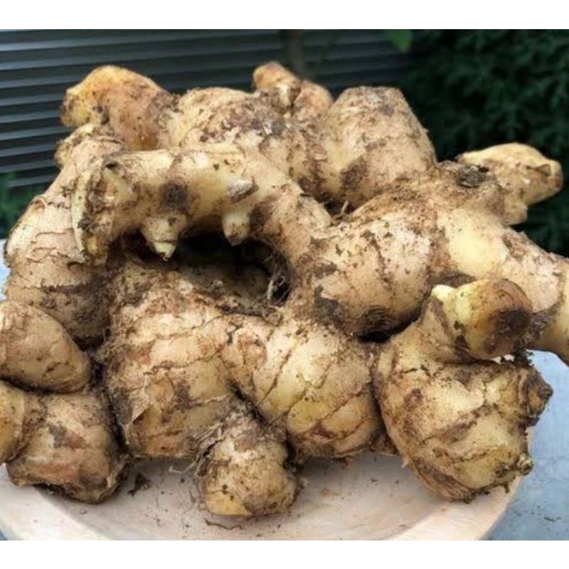 

Jahe tua fres berat 500 gram