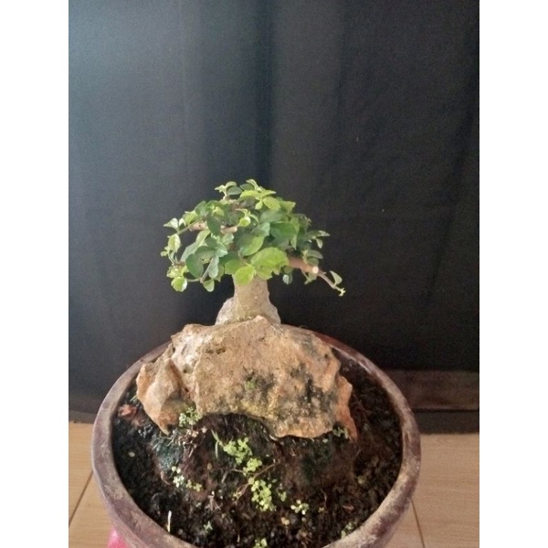 Bonsai serut mame ondrok