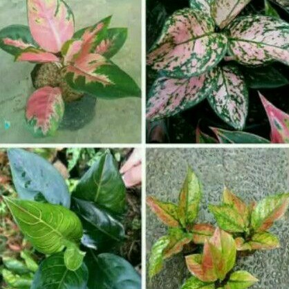

paket 4 aglonema (kochin, Valentine, rotundum & hengheng)