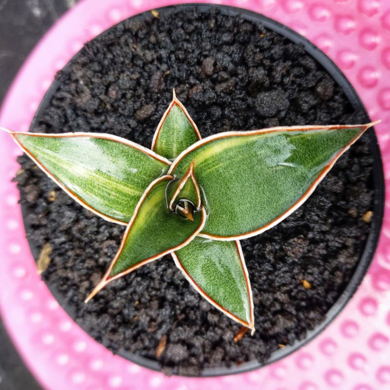 Sansivera Lavranos 23295 Varigata #01