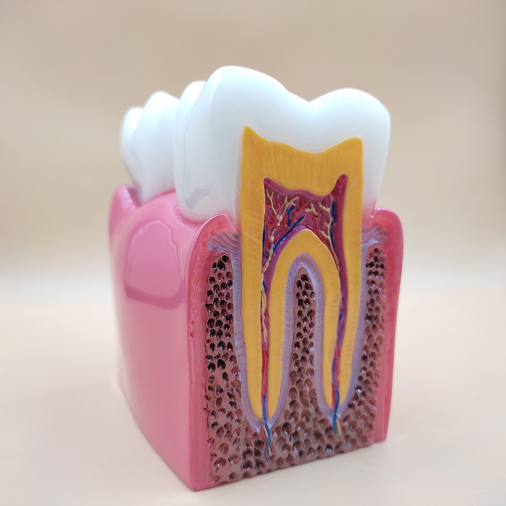 DENTAL MODEL ANATOMI GIGI UNTUK EDUKASI BELAJAR KEDOKTERAN GIGI