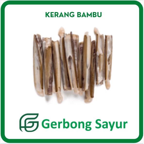 

Kerang Bambu Segar - 500g