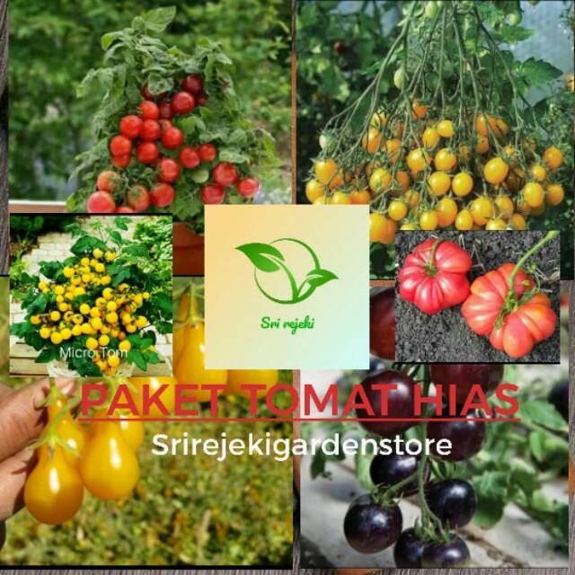 [PAKET KOMPLIT]Benih-Biji-Seed 6 JENIS TOMAT HIAS UNIK