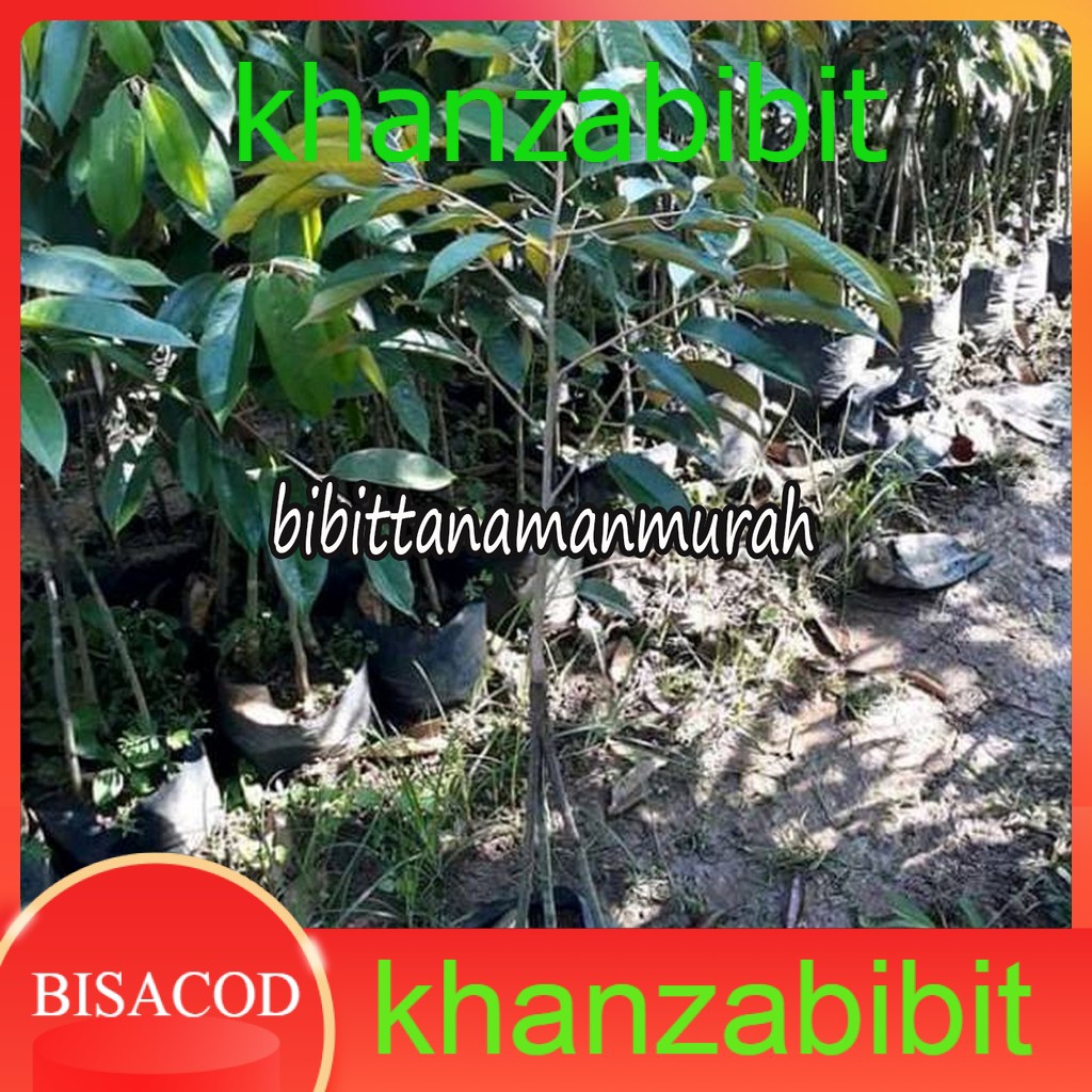 Bibit durian montong kaki 3 super (KHANZA)