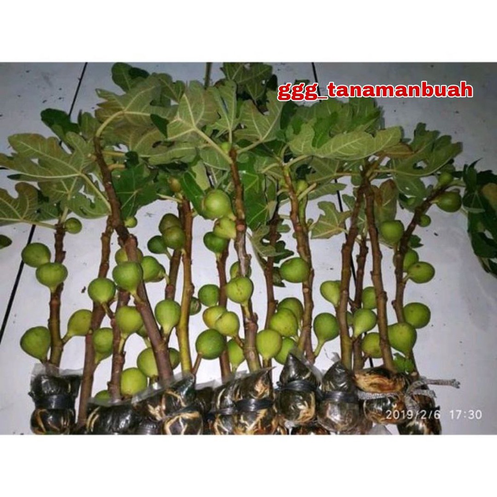 Bibit Buah Tin Super Jumbo Hasil Cangkok