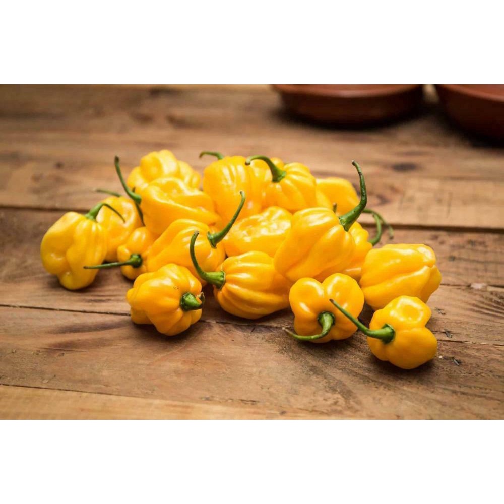 Benih Bibit Biji - Cabai Yellow Habanero Hot Lemon Cabe Habanero Kuning Pepper Seeds - IMPORT