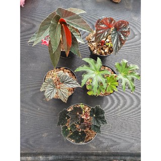 Tanaman Hias Begonia U168 Begonia Silver Daun Kecil Shopee Indonesia