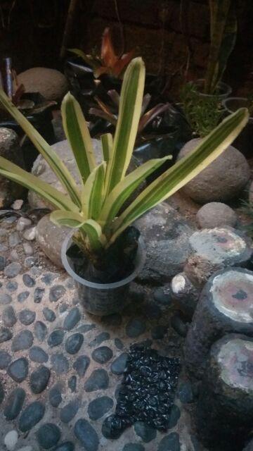 Tanaman Hias Bromelia Varigata Bromel Putih