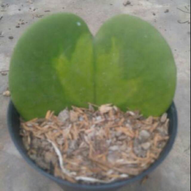 Sukulen Hoya kerri (Love Sukulen)