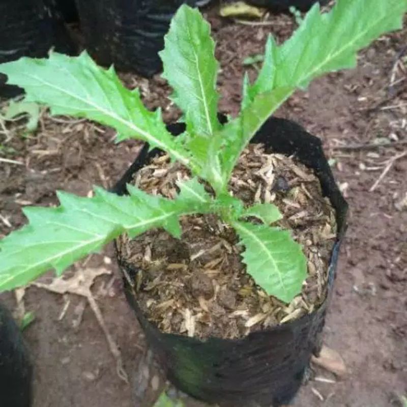 bibit tanaman herbal kitolod, obat tetes mata