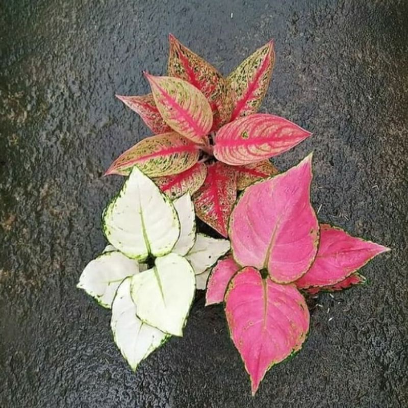 ready Paket 3 jenis anakan aglonema super white+legacy+pink anjamani