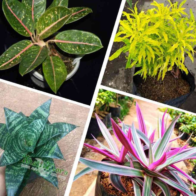 Paket Tanaman Hias Hidup // 4 Jenis Tanaman Mini