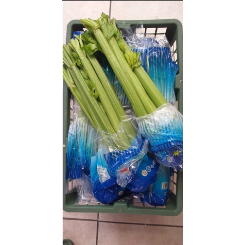 

Celery Stick - Seledri Stik Impor Per Keranjang (±10 kg) [READY STOCK]