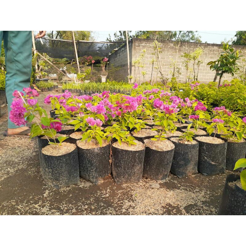 

bibit bunga bogenvil warna pink .tinggi 20 ke 40cm.terlaris