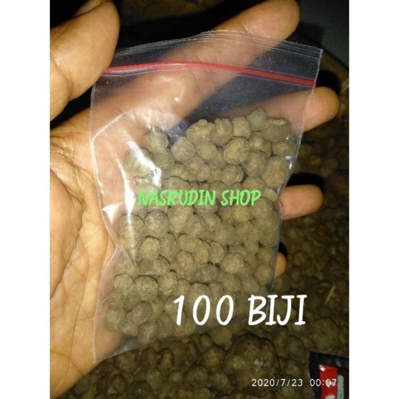 Bibit Porang Isi 100 Butir Perpack / Bibit Katak Porang (Super Mini) / Konnyaku / Bulbil Porang /