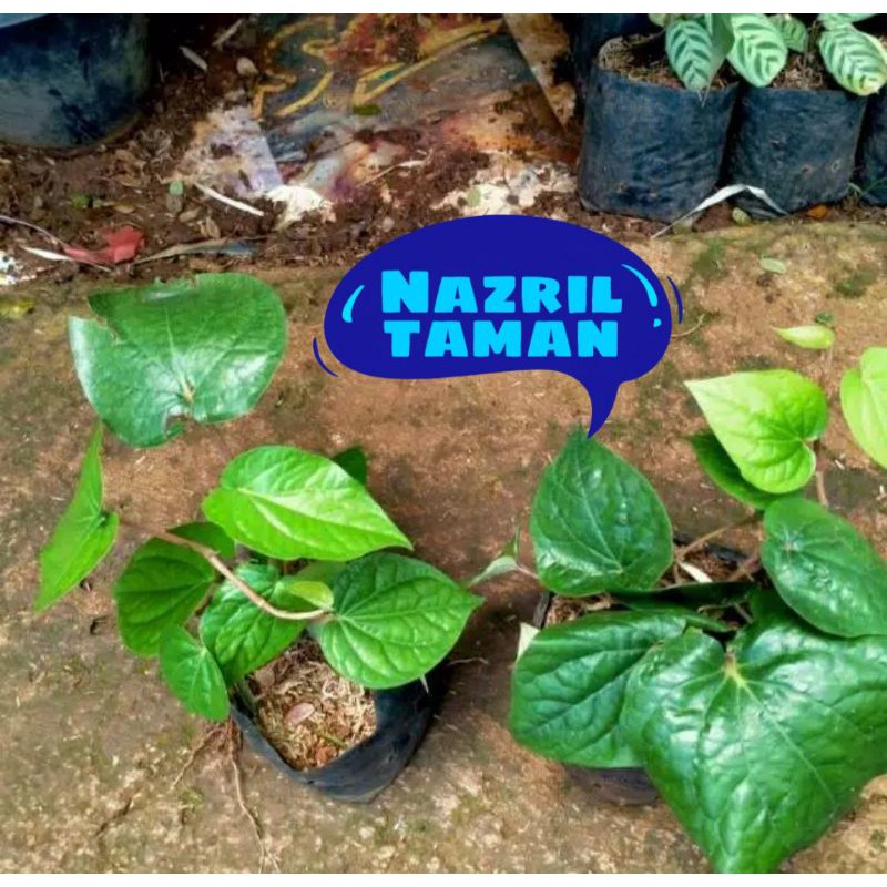 Pohon Sirih hijau, Tanaman Sirih Hijau, Sirih hijau, daun sirih hijau