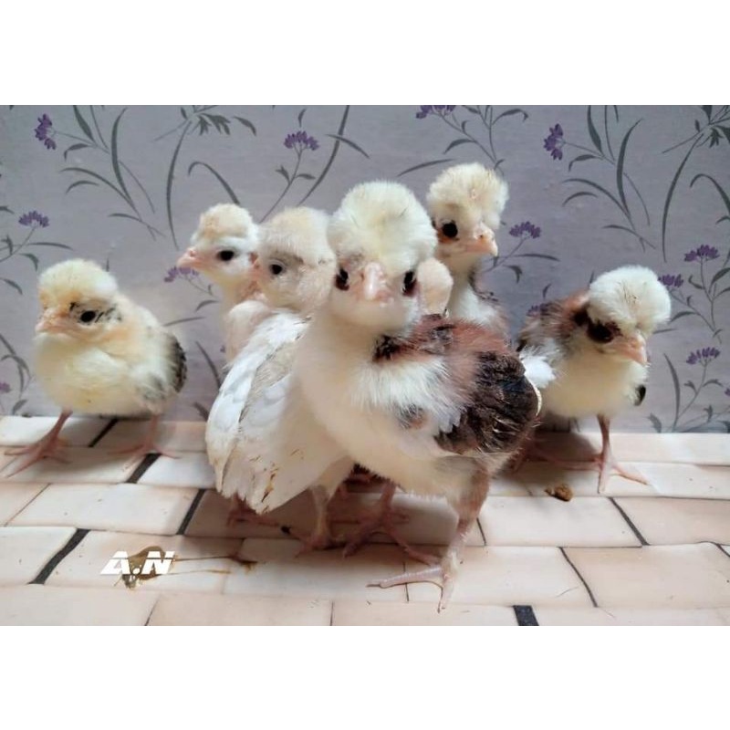 anak ayam Poland (harga/ekor) pengiriman hanya daerah Jabodetabek saja)