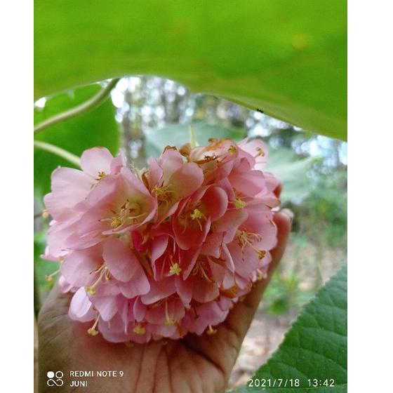 [W8646] DOMBEYA CAYEUXII / DOMBEYA  / PAKAN LEBAH / VEGETASI KLANCENG