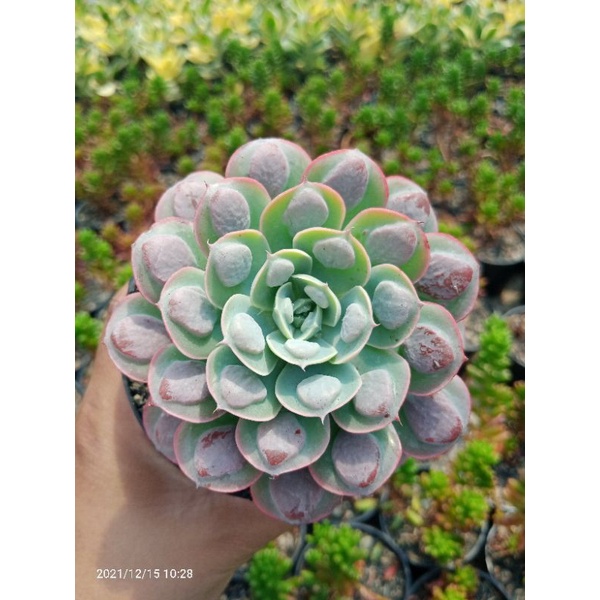 kaktus sukulen echeveria raindrop