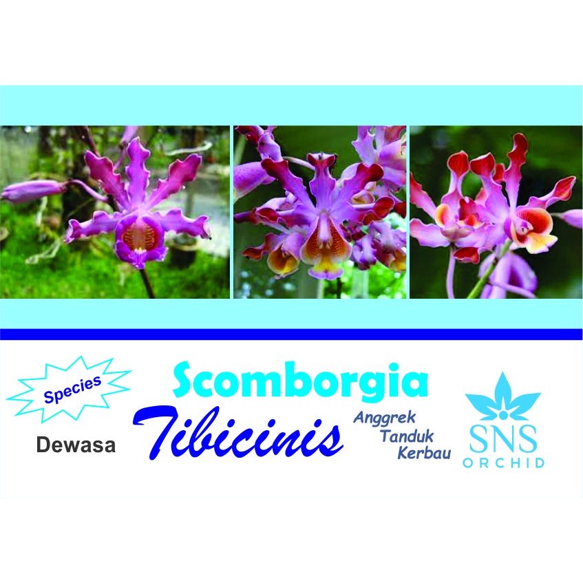 Scomborgia Tibicinis Dewasa Siap Bunga Anggrek Tanduk Kerbau Species Schomburgkia Unik Spesi Cantik