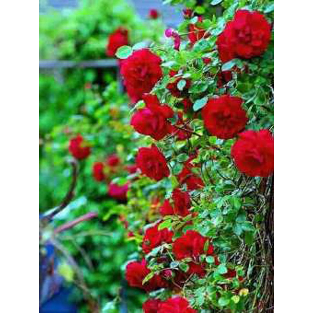 Bibit Benih Biji Bunga Mawar Rambat Red Climbing Rose - Bibit Tanaman Bunga Mawar Rambat Merah - COD-2