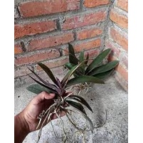 anggrek phalae doritis lidah merah