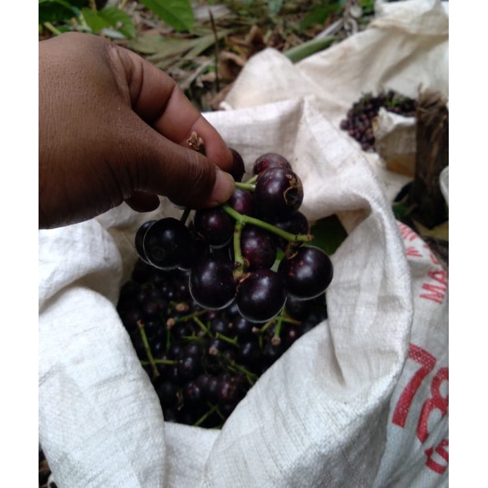 buah gowok segar 1 kg