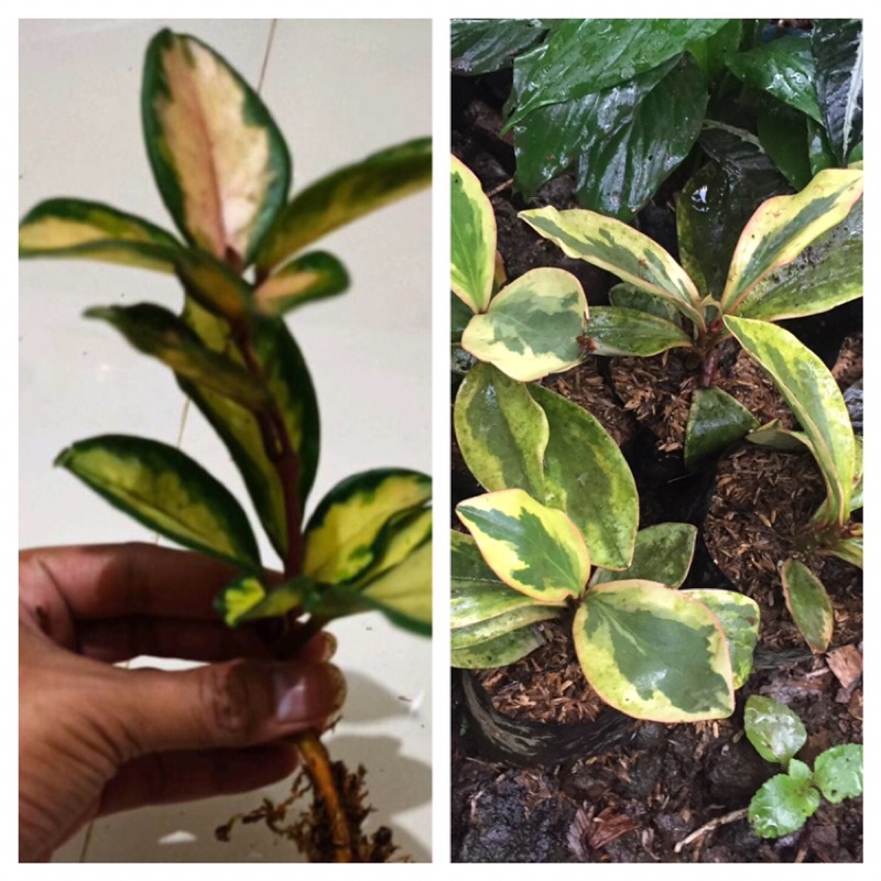 tanaman hias hoya carnosa varigata kuning