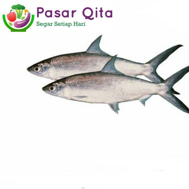 

Ikan Bandeng Segar - Per 1 Ekor ( Pasar Qita )