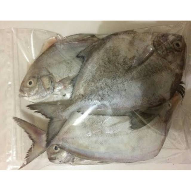 

Ikan Bawal Laut 500 Gram