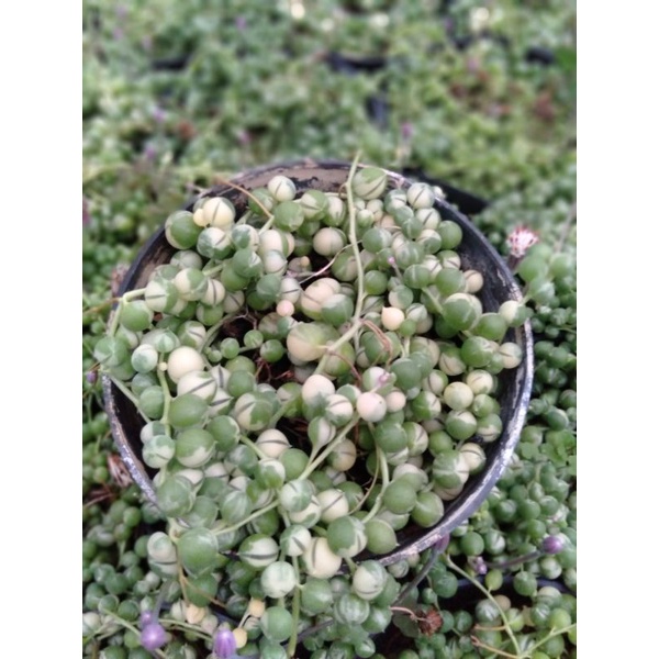 string of pearl/tasbe