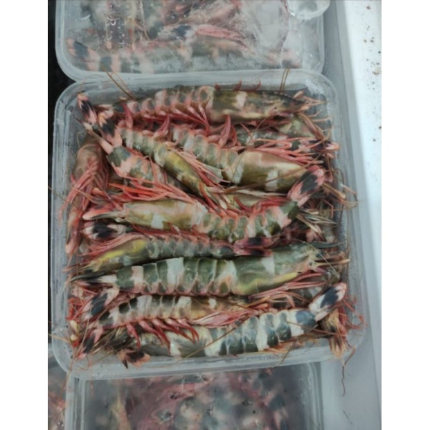 

udang windu beku 1 kg frozen food