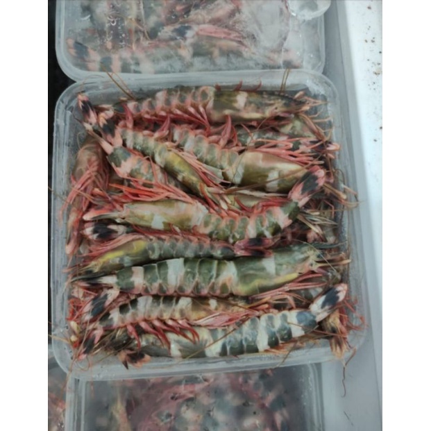 udang windu beku 1 kg frozen food