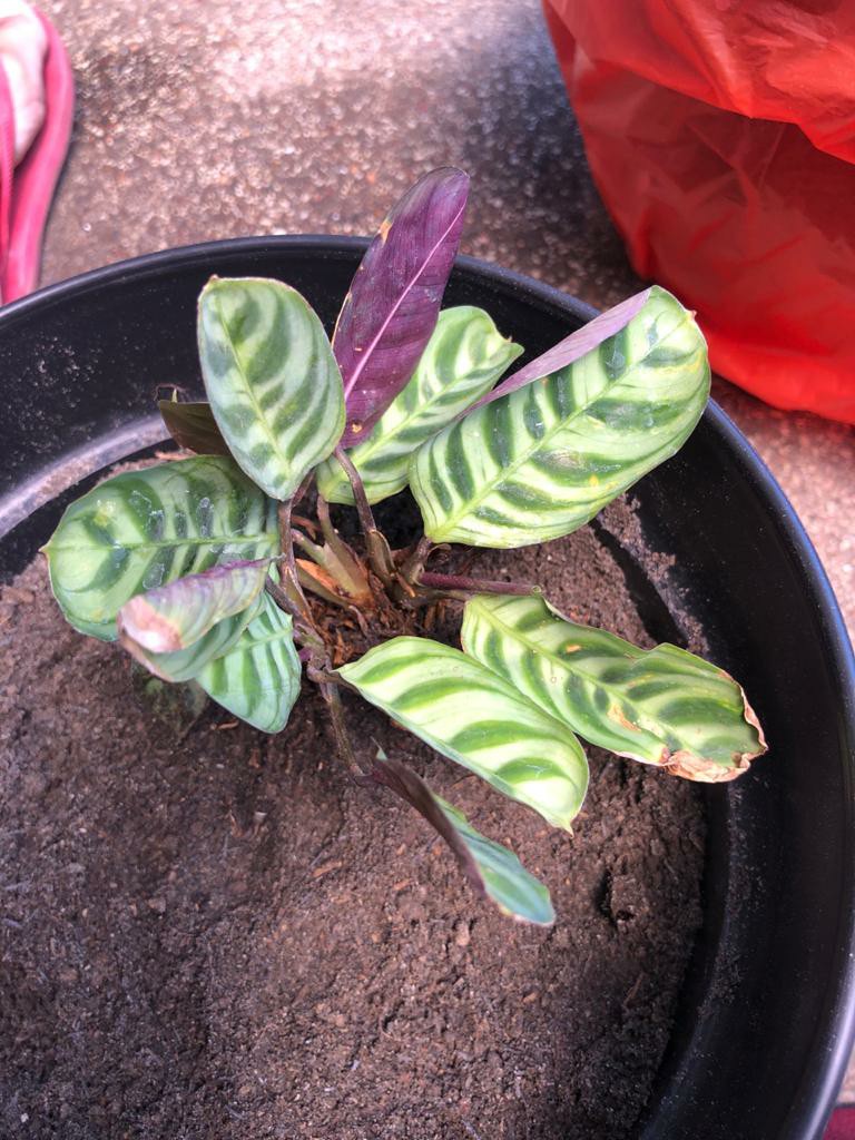 Tanaman Hias Calathea Sepat