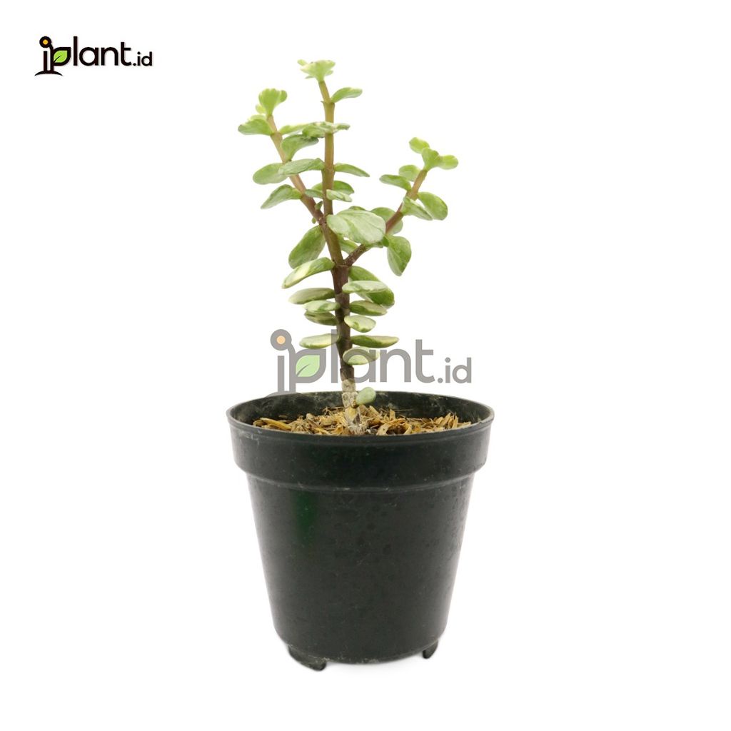 Jade Plant Variegata