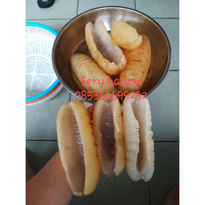 

haisom basah tebal